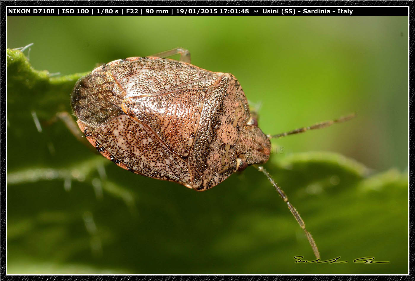 Pentatomidae da id. - Dryadocoris apicalis di Usini